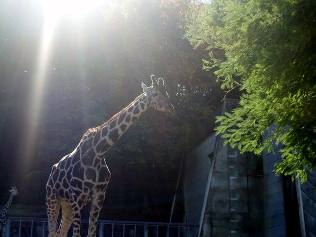 キリンの写真